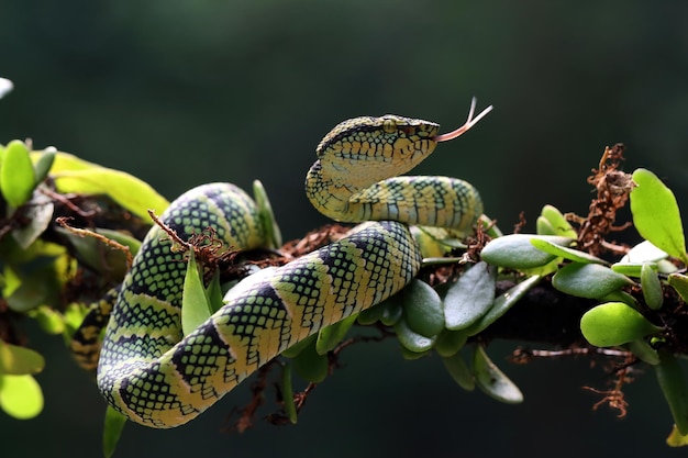 Gros plan de serpent Tropidolaemus wagleri sur une branche gros plan de serpent Viper