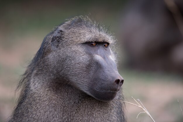 Gros plan d'un singe babouin avec un arrière-plan flou