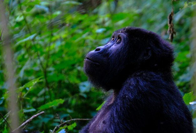 Gros plan d'un singe en levant