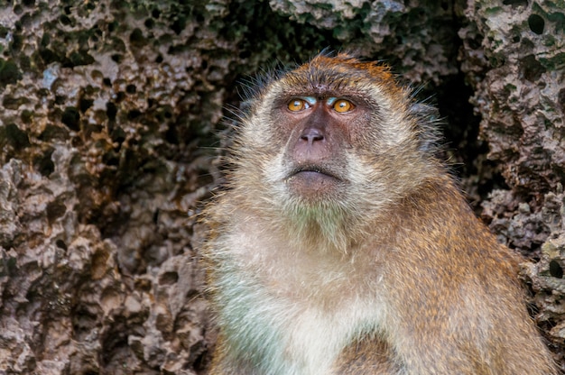Gros plan d'un singe mignon avec des pierres texturées