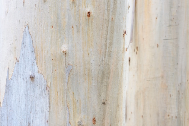 Gros plan de la surface de la texture naturelle du tronc de bois mort