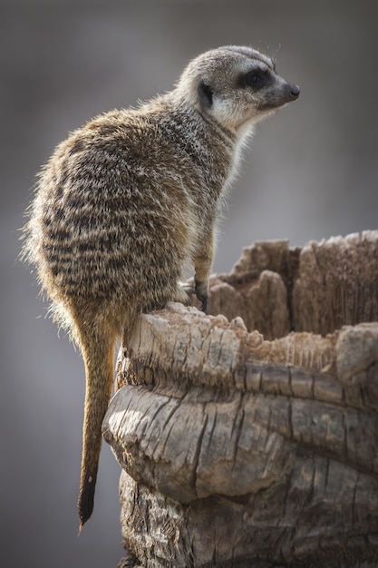 Gros plan d'un suricate curieux