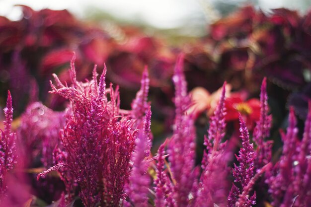 Gros plan d'un tas de fleurs roses