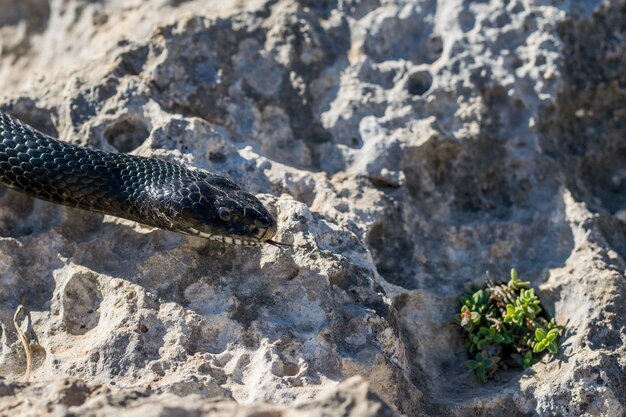 Gros plan de la tête d'un adulte noir serpent fouet occidental, Hierophis viridiflavus, à Malte