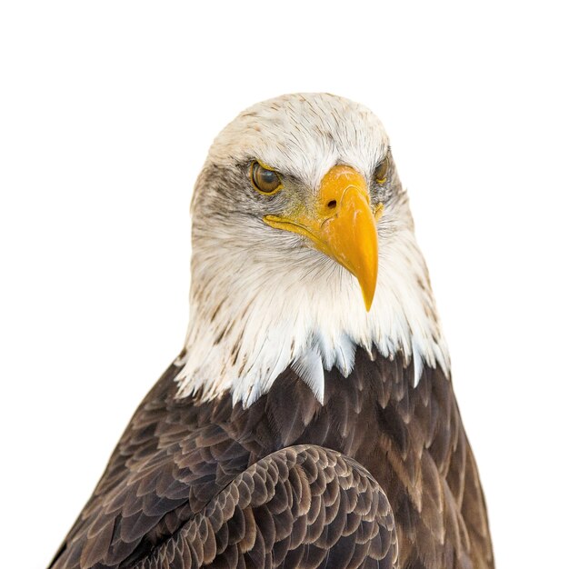 Gros plan de la tête d'un aigle majestueux