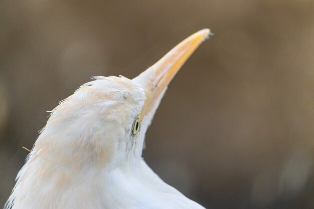 Gros plan sur la tête d'une aigrette blanche tropicale avec un long bec jaune