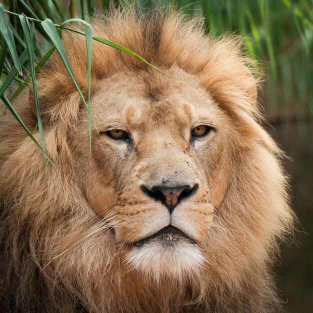 Gros plan de la tête d'un beau lion