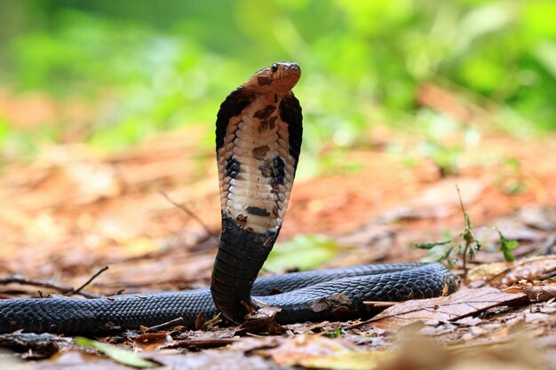 Gros plan de la tête du serpent cobra javanais Serpent cobra javanais prêt à attaquer le serpent gros plan