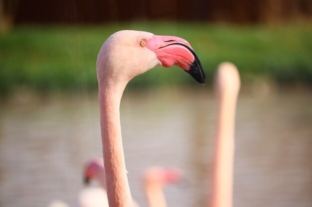 Gros plan de la tête d'un flamant rose devant l'eau