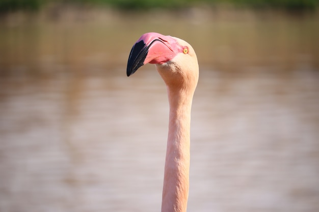 Gros plan de la tête d'un flamant rose devant l'eau