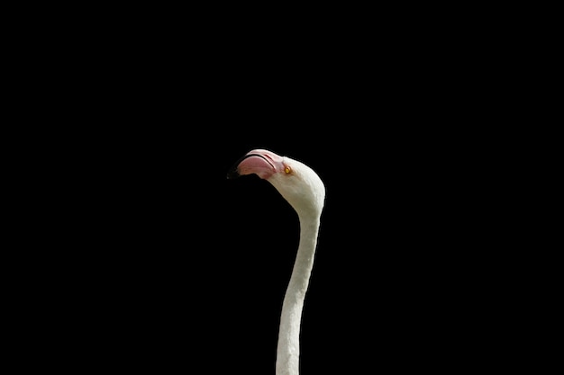 Gros plan d'une tête de flamant rose avec un noir