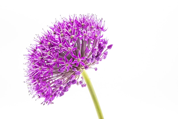 Gros plan de la tête de fleur d'allium violet sur blanc