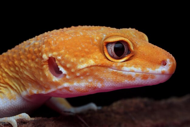 Gros plan tête gecko Sunglow tête gecko sunglow