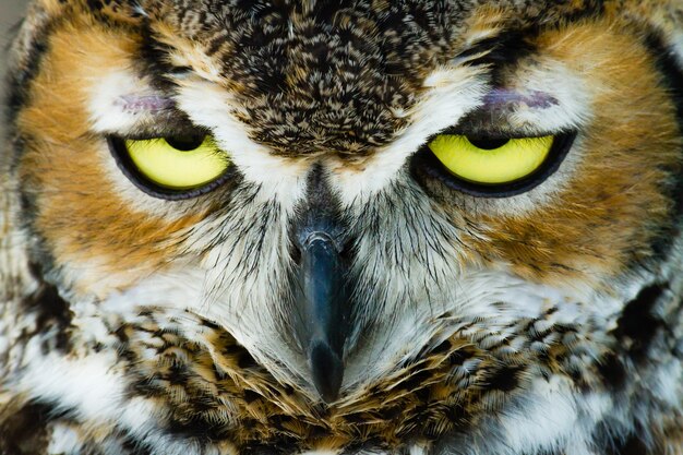 Gros plan de la tête d'un hibou avec ses yeux entrouverts