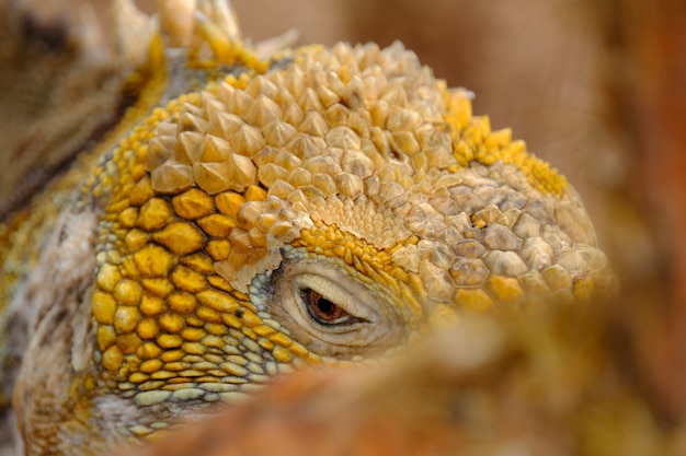Gros plan d'une tête d'iguane jaune