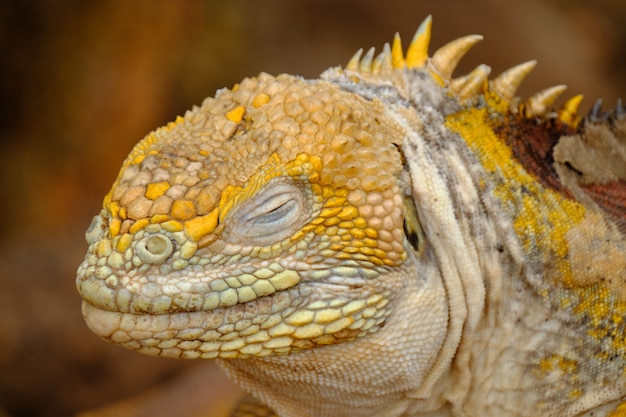 Gros plan d'une tête d'iguane avec les yeux fermés et l'arrière-plan flou