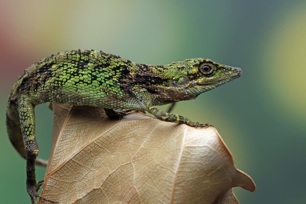 Gros plan tête de lézard Pseudocalotes avec fond naturel