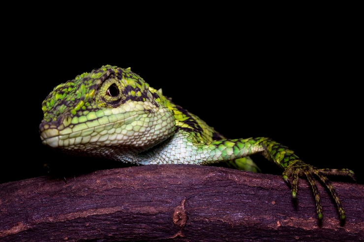 Photo gratuit gros plan tête de lézard pseudocalotes sur fond noir