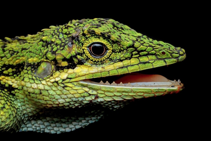 Photo gratuit gros plan tête de lézard pseudocalotes sur fond noir