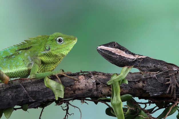 Gros plan tête lézard Temporalis et Bronchochela Jubata on branch