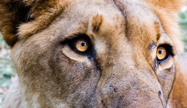 Gros plan de la tête d'une lionne