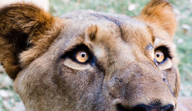 Gros plan de la tête d'une lionne