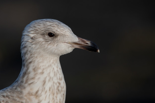 Gros plan d'une tête de mouette isolée sur fond noir