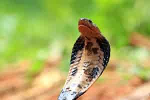 Photo gratuite gros plan de la tête de naja sputatrix javan cobra serpent gros plan reptile visage gros plan