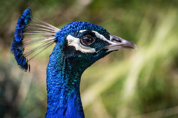 Gros plan tête d'un paon à plumes bleu