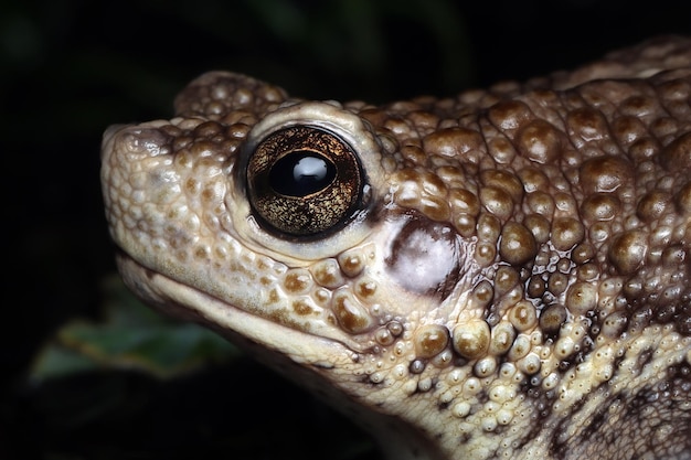 Gros plan tête pseudo subasper pseudo subasper tête crapaud indonésien