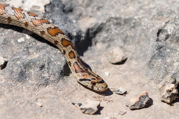 Photo gratuite gros plan de la tête d'un serpent léopard adulte ou couleuvre obscure, zamenis situla, à malte