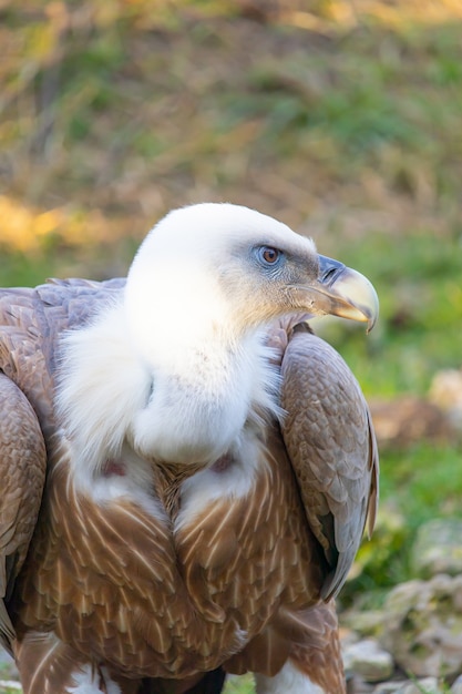 Gros plan d'une tête de vautour avec des yeux vigilants