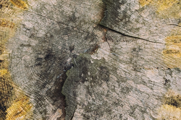 Photo gratuite gros plan de la texture en bois d'un arbre