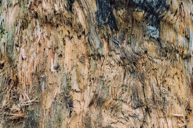 Gros plan de la texture en bois d'un arbre
