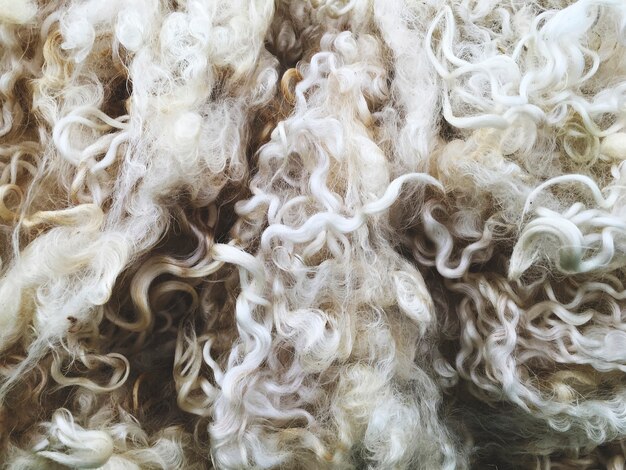 Gros plan sur la texture de la laine de mouton