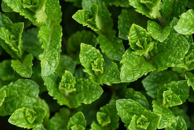 Photo gratuite gros plan de texture sur des plats délicieux