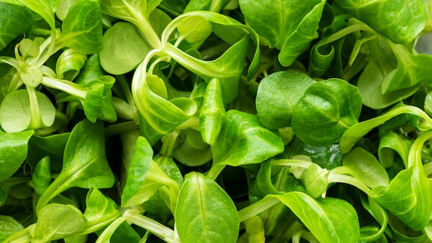 Gros plan de texture sur des plats délicieux