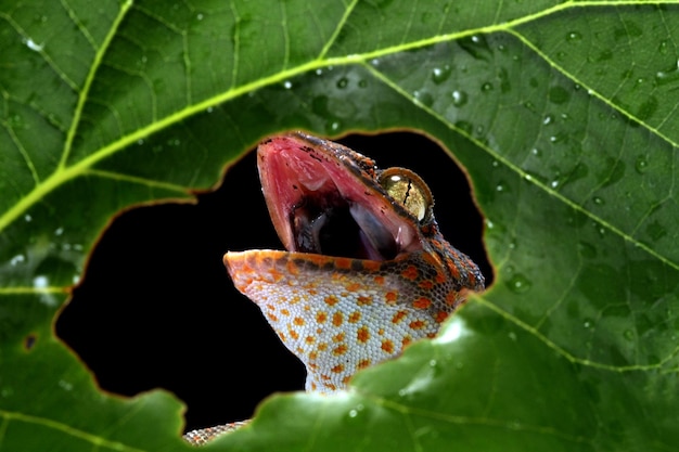 Gros plan Tokek bouche ouverte sur bois gros plan animal lézard tokek gros plan