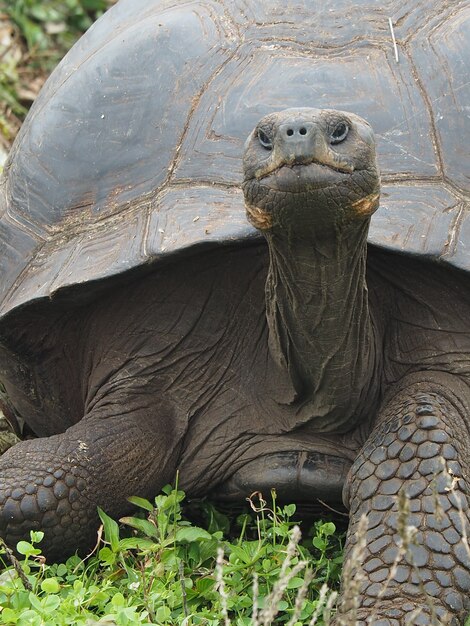 Gros plan d'une tortue géante