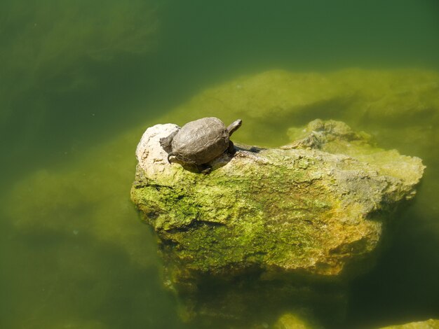 Gros plan d'une tortue mignonne sur un rocher moussu