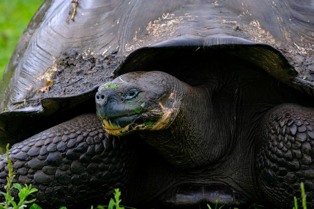 Gros plan d'une tortue serpentine sur un terrain herbeux