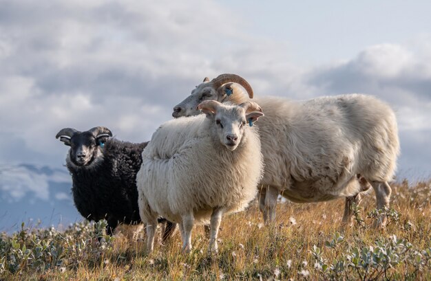 Gros plan de trois beaux moutons islandais dans une zone sauvage sous le ciel nuageux