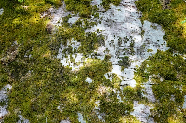 Gros plan d'un tronc d'arbre couvert de mousse près du lac appelé Sulfner, Tyrol du Sud, Italie