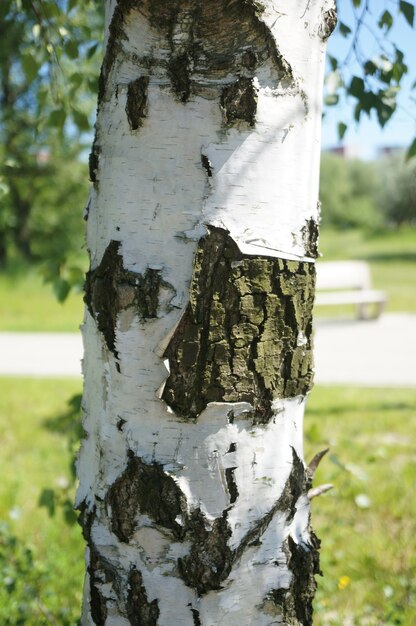 Gros plan d'un tronc d'arbre à l'écorce blanche