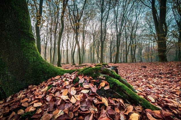 Gros plan d'un tronc d'arbre moussu avec des bois et des feuilles d'automne