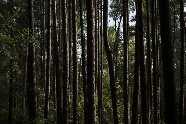 Gros plan de troncs d'arbres