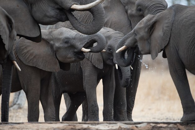 Gros plan d'un troupeau d'éléphants d'eau potable dans un champ