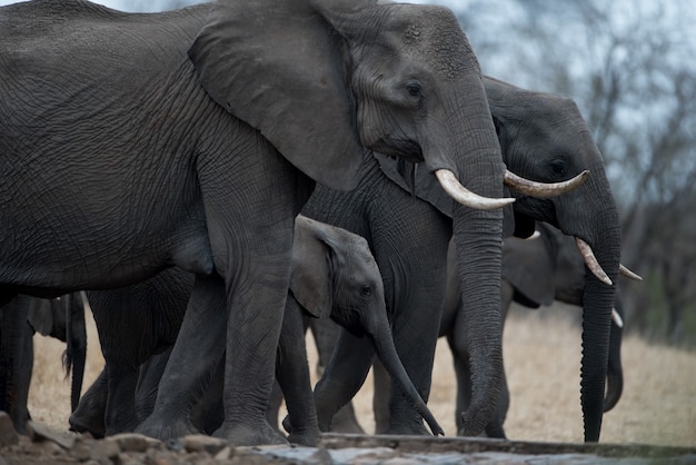 Photo gratuite gros plan d'un troupeau d'éléphants