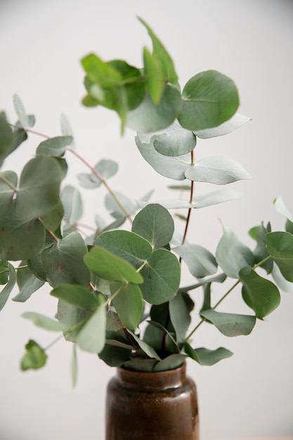 Gros plan sur l'usine d'eucalyptus