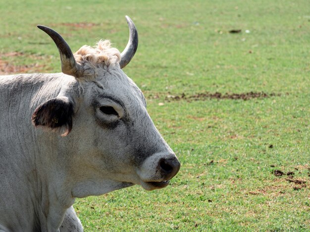 Gros plan d'une vache adulte dans une ferme avec un arrière-plan flou